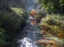 Arboretum Trompenburg