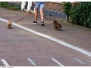 Culemborg - Straatfotografie