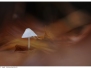 Eekhoorntjes/Herfst