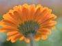 Gerbera kwekerij Gebr. Koolhaas