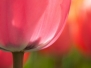 Keukenhof