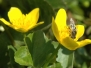 Macrofotografie, Loetbos