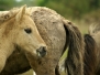 Natuurfotografie, Oostvaardersplassen