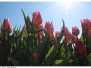 Tulpen op Goeree