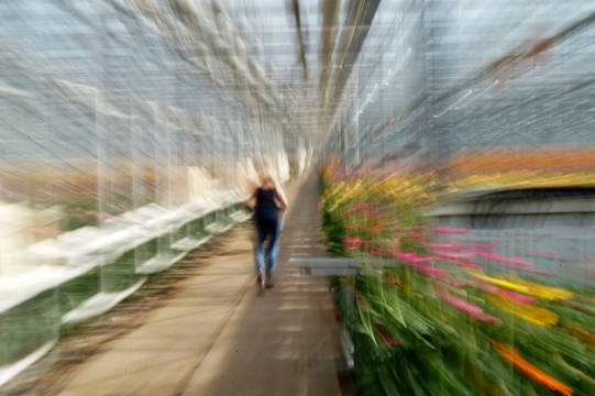 © Corinne - Kwekerij Gebr. Koolhaas