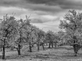 Bloesem, © KW