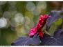 September - Bokeh